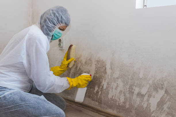 Best Certified Mold Removal  in Junction City, OR
