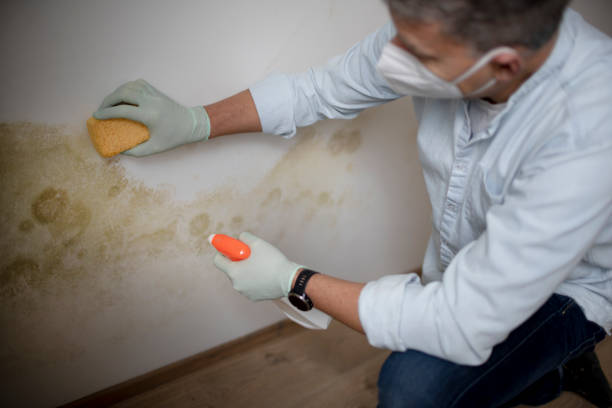 Best Commercial Mold Removal  in Junction City, OR