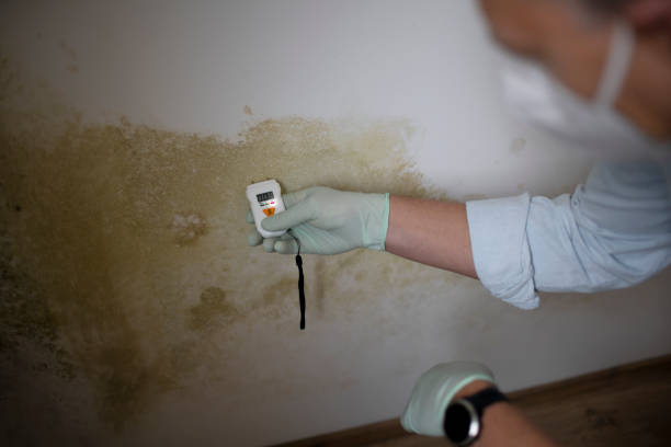 Best Mold Removal Company Near Me  in Junction City, OR