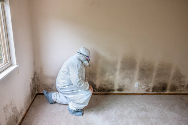 Trusted Junction City, OR Mold Removal Experts