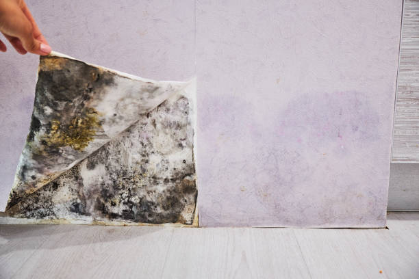 Certified Mold Removal in Junction City, OR